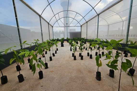 Parceria entre ISI Biomassa, Natura e Solubio busca potencializar produção de dendê em agroflorestas